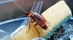 Borba protiv žohara termičke metode